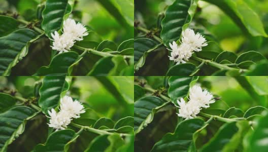 罗布斯塔咖啡花在绿色的树枝上绽放。高清在线视频素材下载