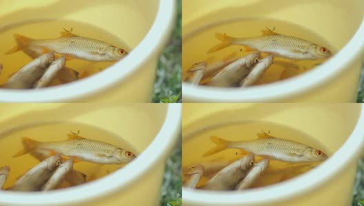 黄色桶里的新鲜小鱼。渔夫捉到了几条小鱼高清在线视频素材下载