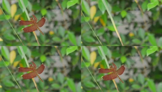 红草鹰蜻蜓(Neurothemis波动)，也被称为普通阳伞高清在线视频素材下载
