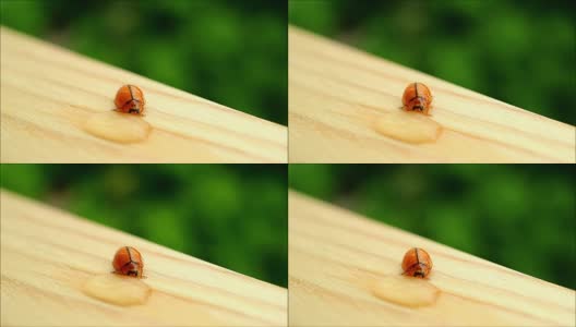 一只红瓢虫正在喝花园桌子上的水滴高清在线视频素材下载