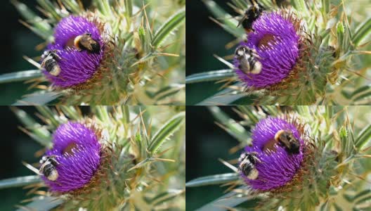 蜜蜂在紫蓟花上采集花蜜，慢镜头高清在线视频素材下载