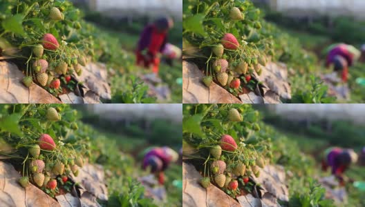农夫的手在花园里采摘草莓。高清在线视频素材下载