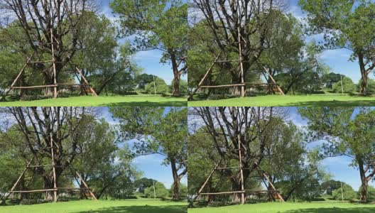 大自然的大树在公园里，绿色的树叶和蓝色的天空高清在线视频素材下载