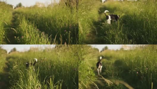 一只狗在乡间小路上奔跑。夏天的日落。动态视频,替身高清在线视频素材下载