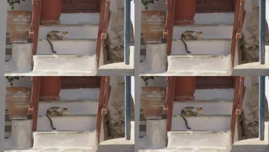 希腊米科诺斯，一只宠物猫睡在房子的台阶上高清在线视频素材下载