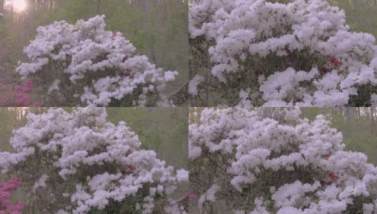 慢镜头推进白色杜鹃花开花植物与蜜蜂授粉高清在线视频素材下载