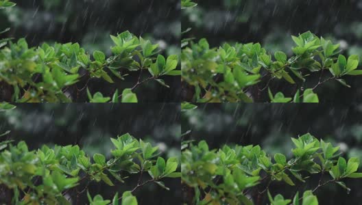 合上翠绿鲜叶枝头下的热带雨水滴落在花园中，4K Dci分辨率高清在线视频素材下载