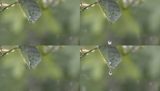 以绿色为背景，以雨滴为背景，特写绿叶，慢镜头。高清在线视频素材下载