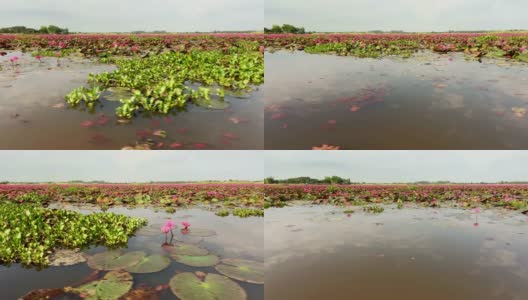 莲属植物花湖高清在线视频素材下载