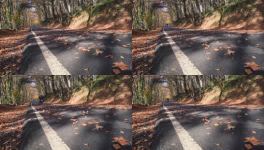 汽车穿过树林的道路(慢镜头)高清在线视频素材下载