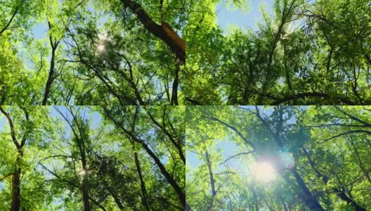 流动的森林的阳光高清在线视频素材下载