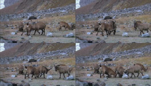 西高加索羚羊(Capra caucasica)是一种生活在山区的山羊羚羊，只在高加索山脉的西半部发现。高清在线视频素材下载
