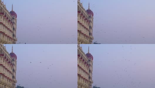 鸽子在印度孟买泰姬玛哈宫酒店前飞翔。高清在线视频素材下载