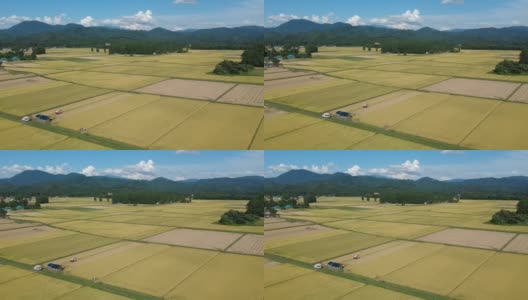 日本水稻收割的鸟瞰图高清在线视频素材下载