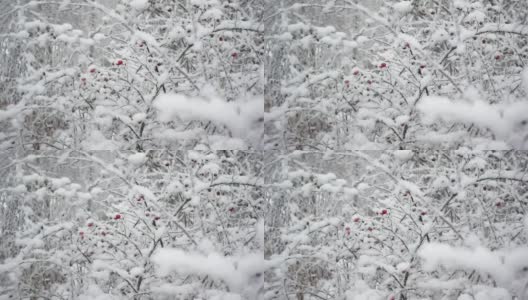 被雪覆盖的树木和树枝上挂着明亮冰冻浆果的石楠的特写高清在线视频素材下载