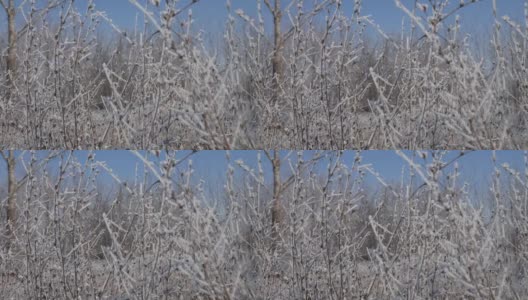 白霜覆盖着草地上的植物。高清在线视频素材下载