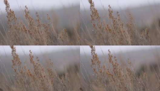 在超级浅焦点草茎在暴风雪高清在线视频素材下载
