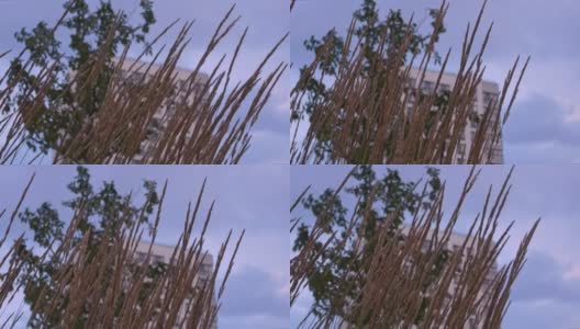 带着成熟种子的草穗在风中生长，背景是一棵绿树和一栋有窗户的公寓楼高清在线视频素材下载