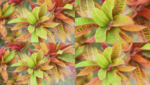 彩色的绿色和红色巴豆叶背景。Codiaeum variegatum。美丽的自然背景与巴豆植物在热带公园。充满活力的巴豆叶的特写。高清在线视频素材下载