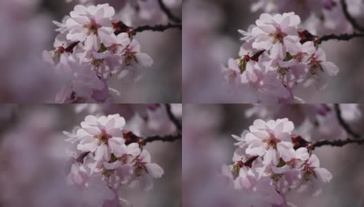 川津樱桃树枝上开着粉红色的花高清在线视频素材下载