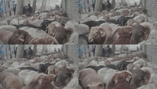 牛羊市场高清在线视频素材下载