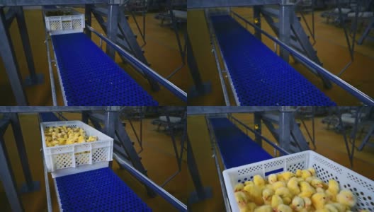 漂亮的毛绒绒的小鸡。养鸡场的塑料抽屉里有许多刚出生的黄色小鸡。鸡生产高清在线视频素材下载