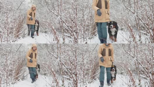 一名身穿黄色冬季夹克的女子正带着她的伯尔尼山狗走在雪原森林的小道上，她走近摄像机——慢镜头。高清在线视频素材下载