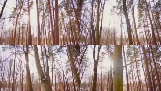在树林中漫步高清在线视频素材下载