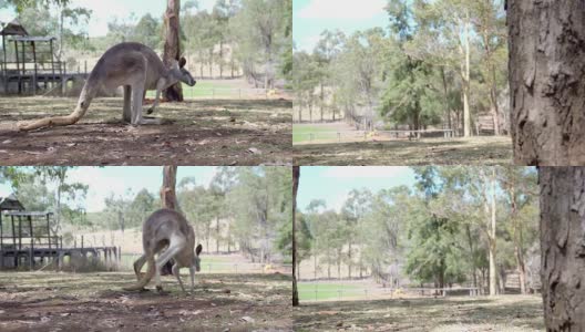 袋鼠在澳大利亚的农场里跳来跳去高清在线视频素材下载