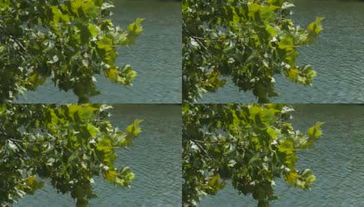 绿叶在风中轻轻摇曳，湖水在背景中流动高清在线视频素材下载