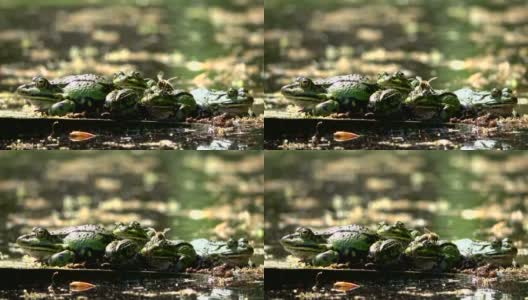 水蛙，花园池塘里的蛙蛙，蜜蜂在青蛙上爬行，4K高清在线视频素材下载