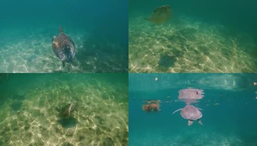 水下观海龟在热带水域吃，墨西哥阿库马尔高清在线视频素材下载
