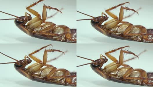 蟑螂在白色玻璃上分离并死亡，有光效应高清在线视频素材下载