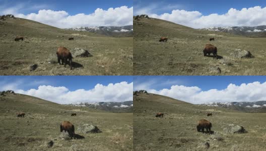 在黄石公园吃草的水牛高清在线视频素材下载