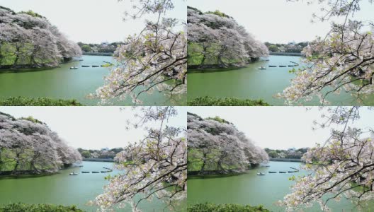 人们在东京千岛富士庆祝樱花盛开高清在线视频素材下载