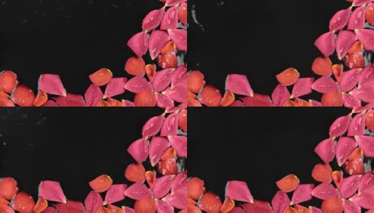 水滴落在漂浮在水中的玫瑰花瓣上。漂亮的背景高清在线视频素材下载