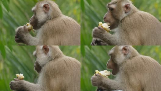 猴子猕猴高清在线视频素材下载