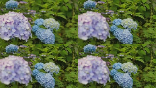 紫色和蓝色的绣球花特写。改变焦距。高清在线视频素材下载