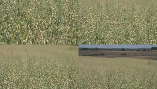 在农业种植中，燕麦作物随风移动。FullHD高清在线视频素材下载