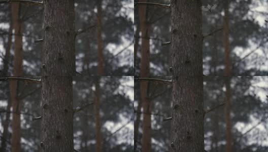 一只小鸟坐在树枝上，然后飞走了高清在线视频素材下载