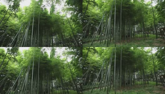 美丽的竹林在传统公园白天宽镜头倾斜高清在线视频素材下载
