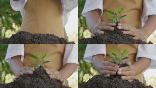 特写手用铲子在土壤中种植树木高清在线视频素材下载