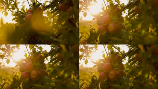 日落时分，苹果树枝上的有机红苹果高清在线视频素材下载