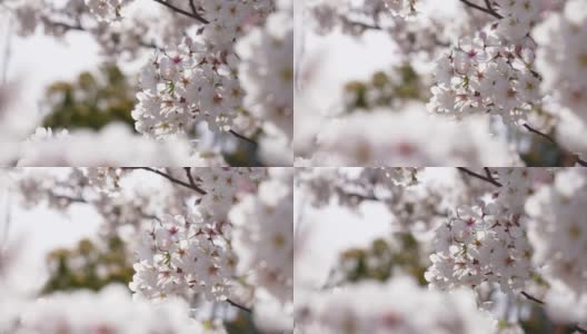 樱花的视频与美丽的前面散景。高清在线视频素材下载