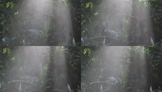 热带雨林与阳光和水喷雾对树高清在线视频素材下载