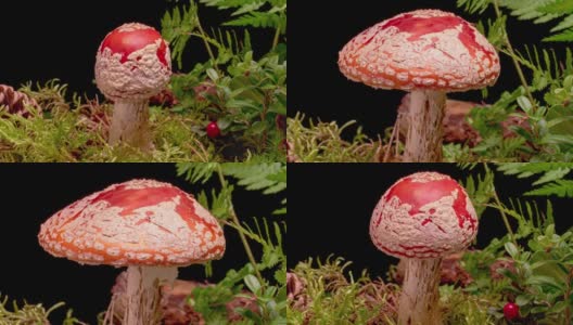 4K时间流逝的飞木耳蘑菇高清在线视频素材下载