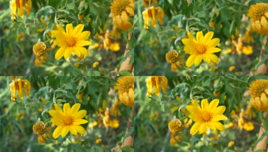 墨西哥向日葵或万寿菊黄色向日葵户外在一个阳光明媚的日子高清在线视频素材下载