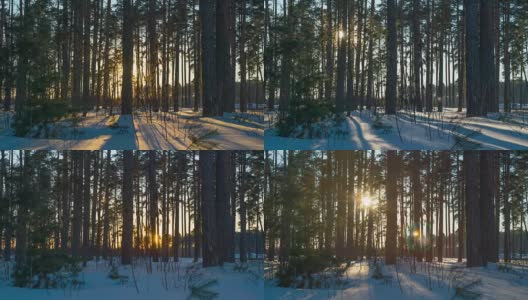 冬日松树林中的日落。高清在线视频素材下载