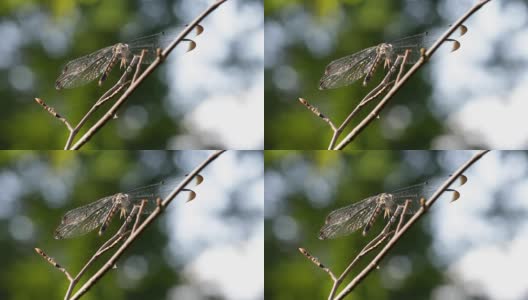 蜻蜓坐在小树枝上高清在线视频素材下载