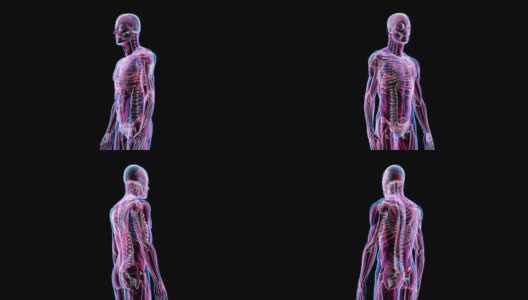 人体男性解剖三维动画生物科学技术高清在线视频素材下载